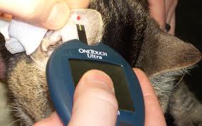 gato, test de diabetes