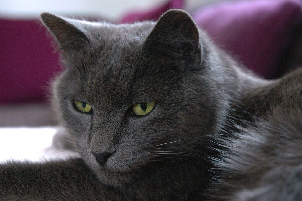 gato cartujo gris oscuro