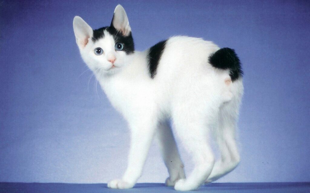 gato bobtail japones