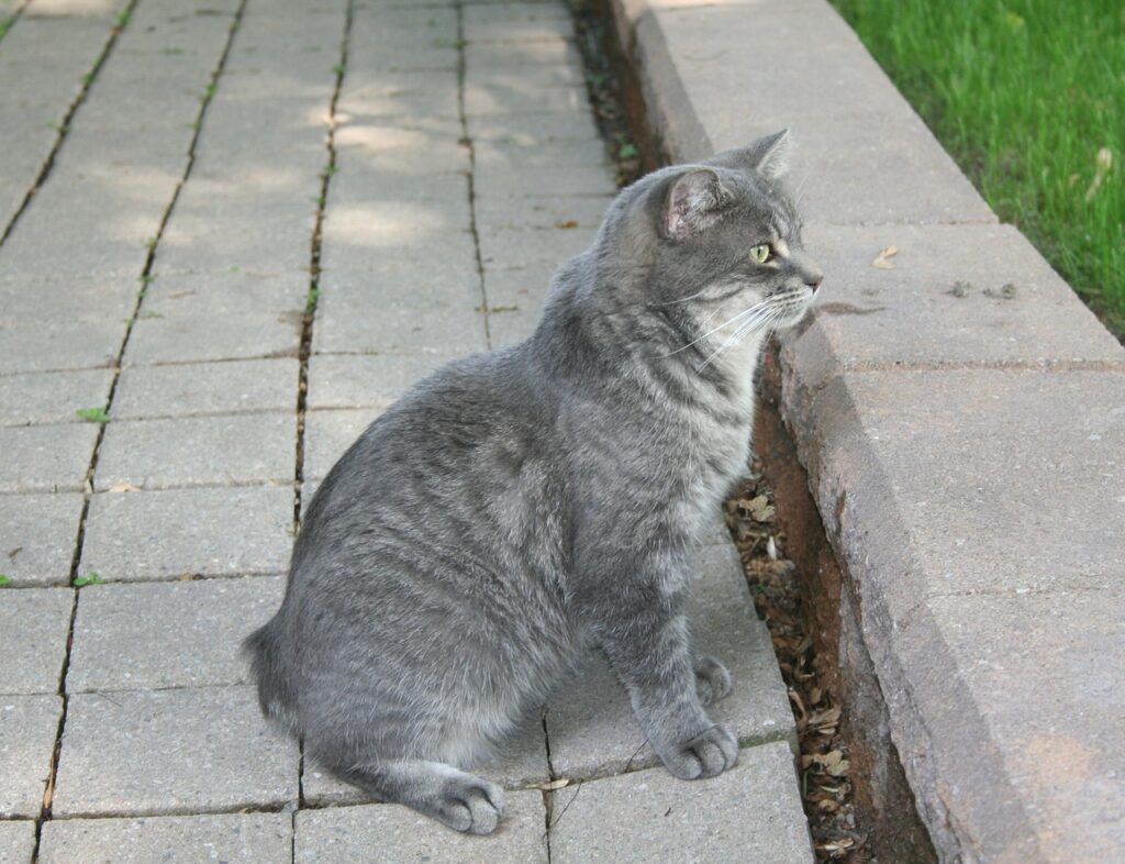 gato manx gris