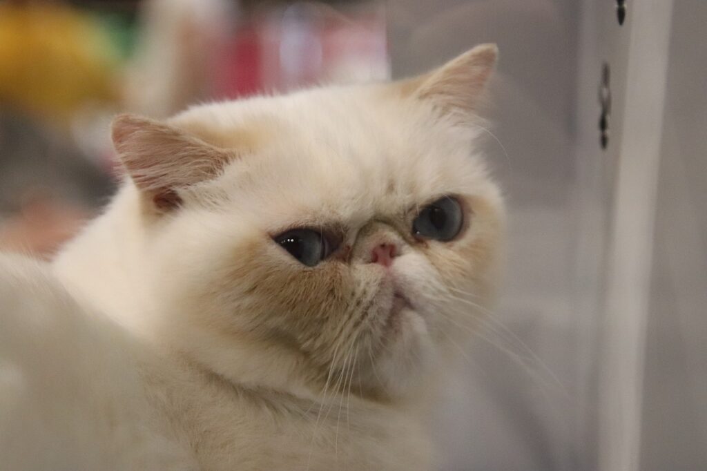 gato persa de color liso